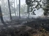 Foto vom Album: 090826 Waldbrand  Kleiner Stein
