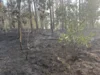 Foto vom Album: 090826 Waldbrand  Kleiner Stein