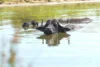 Foto vom Album: Wasserbüffel
