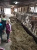 Foto vom Album: Besuch im Kuhstall
