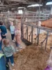 Foto vom Album: Besuch im Kuhstall
