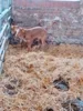 Foto vom Album: Besuch im Kuhstall