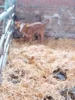 Foto vom Album: Besuch im Kuhstall