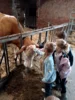 Foto vom Album: Besuch im Kuhstall