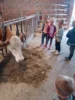 Foto vom Album: Besuch im Kuhstall
