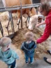 Foto vom Album: Besuch im Kuhstall