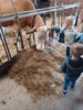 Foto vom Album: Besuch im Kuhstall