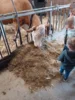 Foto vom Album: Besuch im Kuhstall