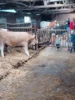 Foto vom Album: Besuch im Kuhstall