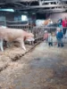 Foto vom Album: Besuch im Kuhstall