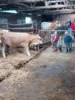 Foto vom Album: Besuch im Kuhstall