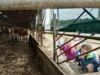 Foto vom Album: Besuch im Kuhstall