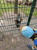 Foto vom Album: Wildpark Pforzheim 