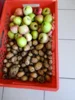 Foto vom Album: Garten AG