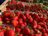Huberts frische Erdbeeren 