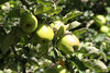 Freilandmuseum Lehde_Obstbaum Foto_Steffen Rasche Freilandmuseum Lehde_Obstbaum Foto_Steffen Rasche