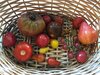 Tomatenvielfalt, Foto: Rene Riep, Lizenz: NABU RV Westhavelland e.V.