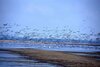 Gänse am Gülper See, Foto: Naturwacht, Foto: Naturwacht Archiv, Lizenz: NaturSchutzFonds Brandenburg Gänse am Gülper See, Foto: Naturwacht, Foto: Naturwacht Archiv, Lizenz: NaturSchutzFonds Brandenburg