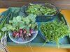 Gemüseernte © Montessori-Schule