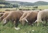 Veranstaltung: Sachkundenachweis für Schaf- und Ziegenhalter - AUSGEBUCHT