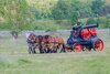 Foto zur Veranstaltung AGRONEUM Alt Schwerin: Arbeitstag der Kaltblutpferde präsentiert Pferdestärken in Aktion!
