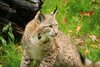 Foto zur Veranstaltung Der Luchs im Thüringer Wald - Europas größte Katze kehrt zurück