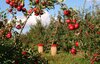 Veranstaltung: Äpfel sammeln auf der Streuobstwiese in Rathenow - West