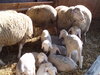 Veranstaltung: Geburtshilfe beim Schaf