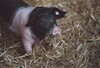 Veranstaltung: Sachkundelehrgang Hobby-Schweinehaltung - ABGESAGT