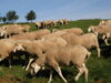 Veranstaltung: Neumühler Schaf- und Ziegentagung