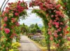 Veranstaltung: Rosengärten im Südharz - Sangerhausen und seine Rosenkultur
