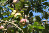 Veranstaltung: Herbstzeit ist Apfelzeit