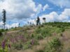 Veranstaltung: Trekkingtour zur Thüringer Warte: Rangertour des Naturparks Frankenwald 13.  -  14. Jul 2024