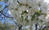 Veranstaltung: Obstbaumblütenfest mit Saatguttauschbörse