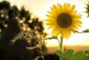 Veranstaltung: Wir begrüßen den Sommer! Mo 02.06.2025