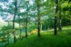 Veranstaltung: Wanderung des Eifelvereins zum Sauerbrunnen Dreisborn Sa 10. 05. 2025