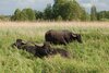 Veranstaltung: Familie im Naturpark: Wasserbüffel Führung Sa 21. 06. 2025