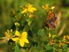 Veranstaltung: Du und Dein Garten im Naturpark: Es wird durchgeblüht – besondere Stauden und Gehölze für alle vier Jahreszeiten Fr 12. 09. 2025