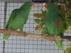 Veranstaltung: Große Vogelschau 15.  -  16. Nov 2025