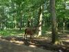 Foto: Wildgehege Dodenau