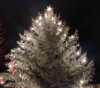 Weihnachtsbaum Weihnachtsbaum