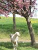 Schaf unter Baum Schaf unter Baum