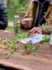 Veranstaltung: Frühlingserwachen - Kräuterwanderung auf der INSL So 13.04.2025