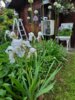 Gartenpflanzen, Foto: Sylke Titzmann Gartenpflanzen, Foto: Sylke Titzmann