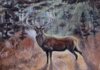 Veranstaltung: Kunstausstellung "Heidezauber" vom 01.04.-23.05.2025 Di 01.04.2025