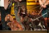 Jagdhunde