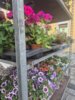 Veranstaltung: Wochenmarkt- Gemüse, Blumen und Pflanzen der Gärtnerei Zöcklein Do 11. 09. 2025