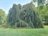 Hängerotbuche im Park von Villa Fohrde Hängerotbuche im Park von Villa Fohrde