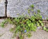 Zwischen Pflastersteinen wächst das kleine Kahle Bruchkraut (Herniaria glabra), hier auf dem Schlossplatz Ludwigslust neben einem Skolithos-Sandstein. Foto Uwe Jueg Zwischen Pflastersteinen wächst das kleine Kahle Bruchkraut (Herniaria glabra), hier auf dem Schlossplatz Ludwigslust neben einem Skolithos-Sandstein. Foto Uwe Jueg