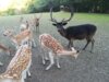 Veranstaltung: Waldcafe im Wildgehege Dodenau So 27.07.2025